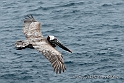 3622 Pelican in flight